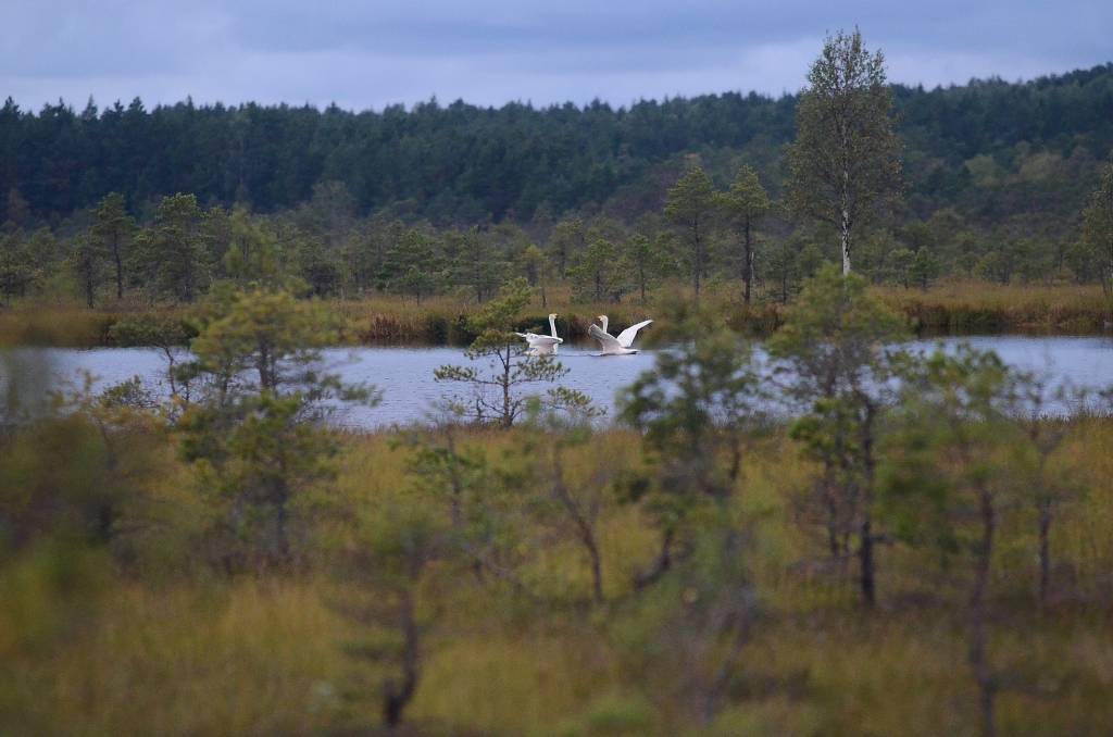 Dunikas purva laipa. 1. septembra vakars.
Autors: Uldis Dobelis
