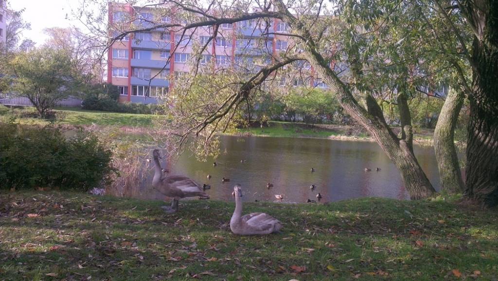 Autors: Aigars Štāls