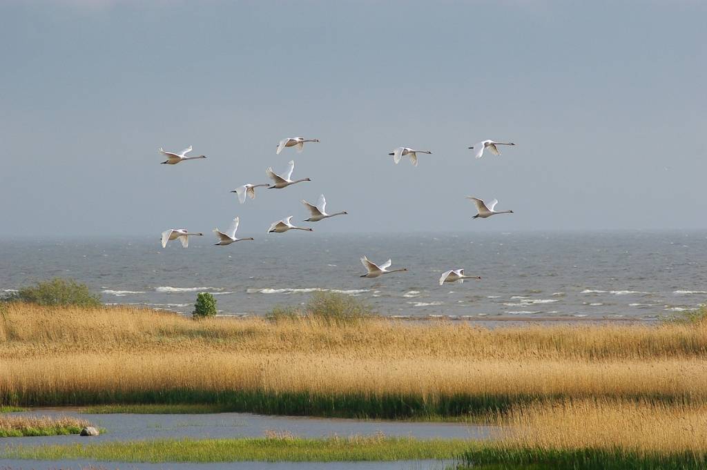 Autors: Dāvis Drazdovskis