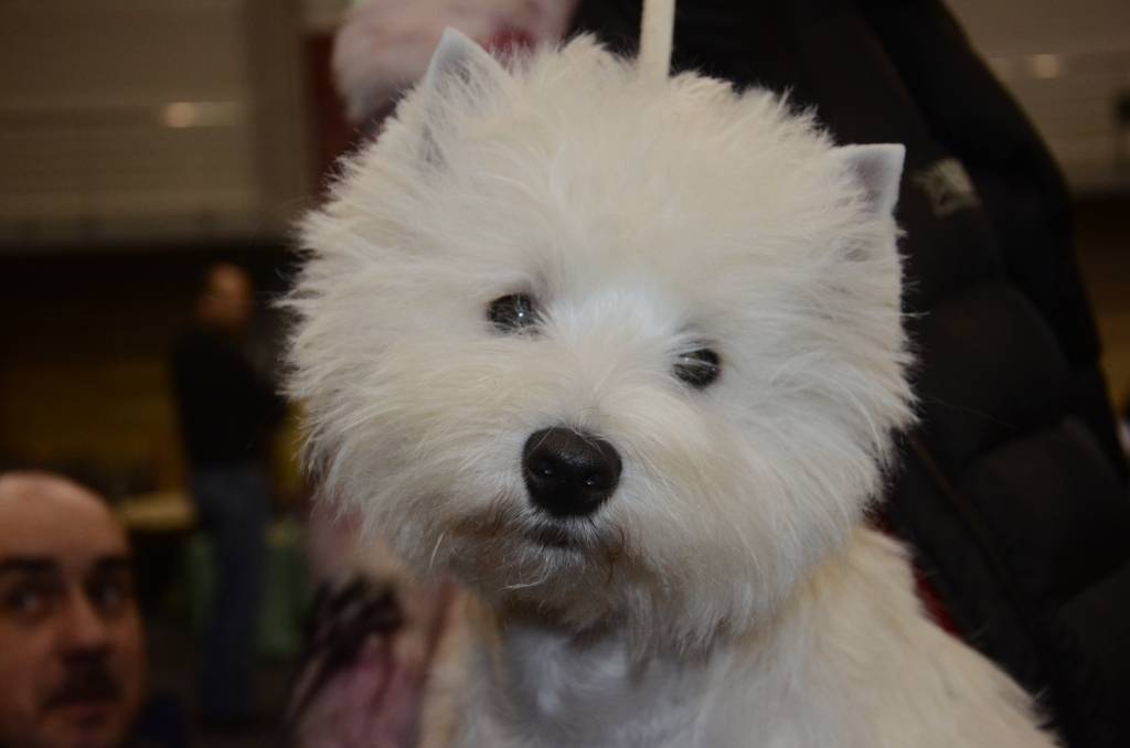 Liepājas dzīvnieku audzētāju biedrība šogad svin nozīmīgu jubileju – organizācijai aprit 40 gadu! Par godu šim notikumam 8. un 9. decembrī Liepājas Olimpiskajā centrā bija Nacionālā suņu izstāde.
Autors: Uldis Dobelis