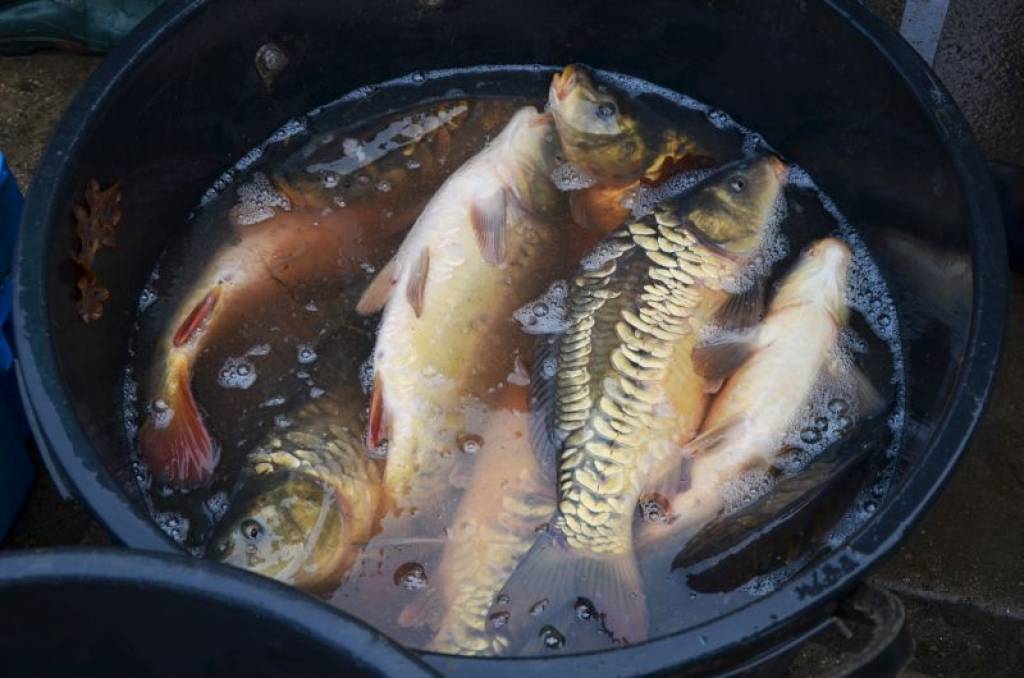 Autors: Gundars Čiževskis