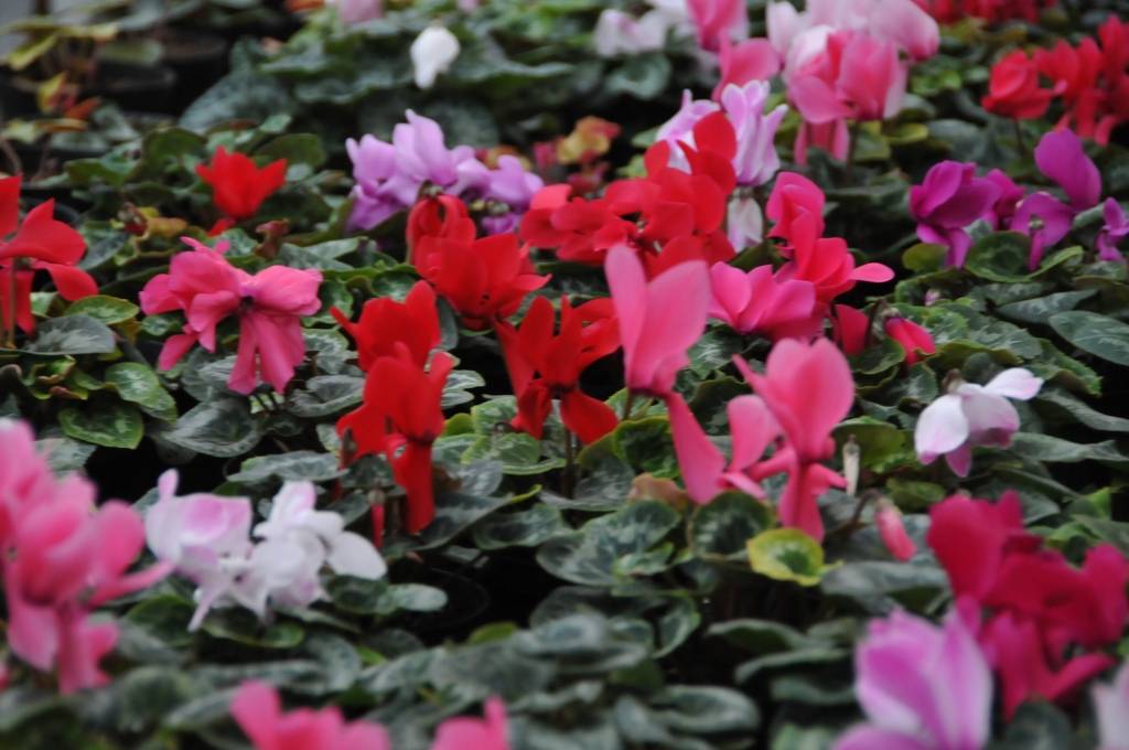 Ciklamenas audzētāju vidū nav īpaši populāras. 