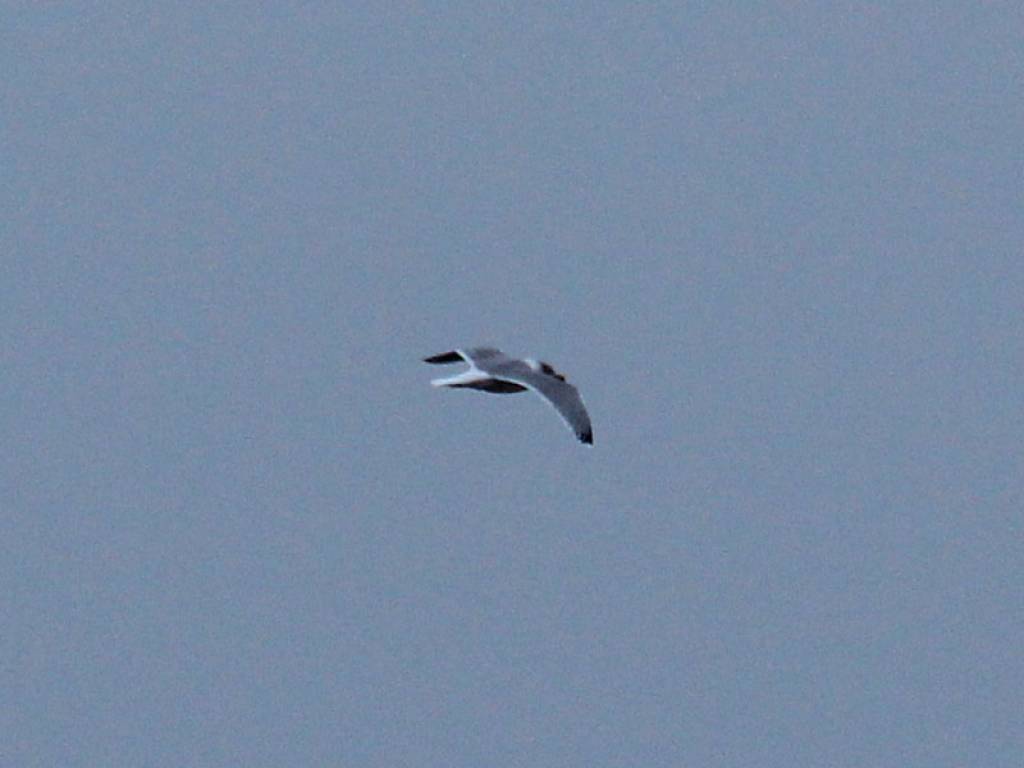 Autors: www.latvijasputni.lv