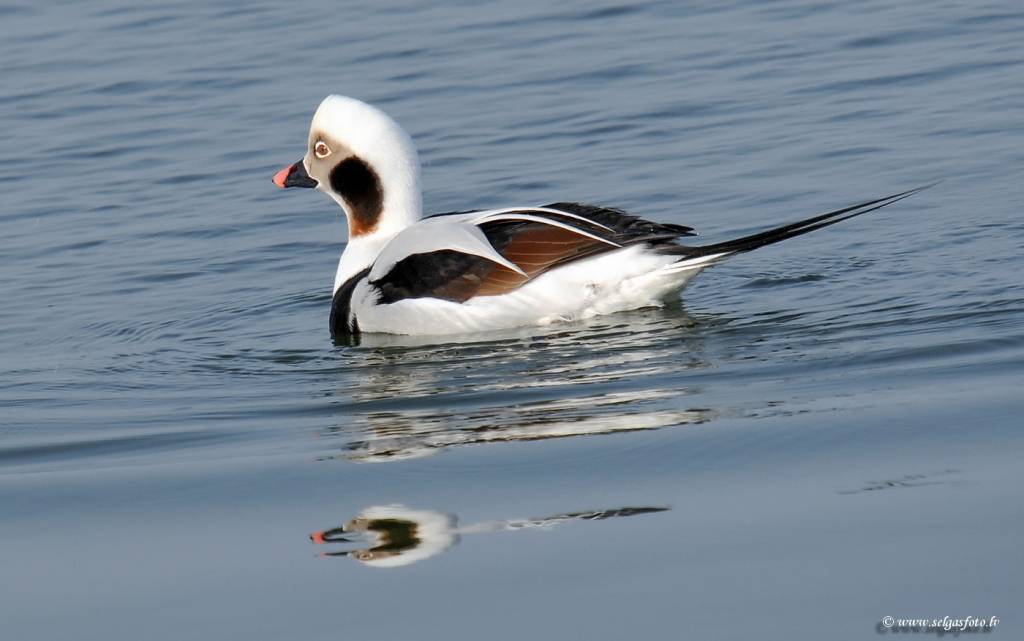 Autors: selgasfoto.lv