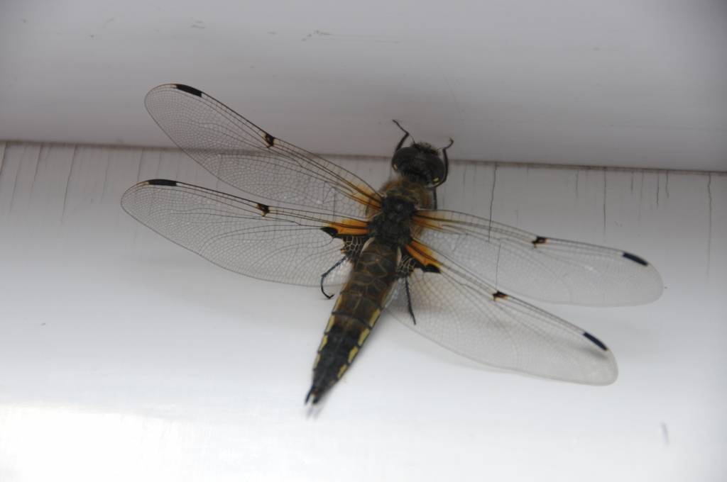 Autors: Dainis Ģelzis