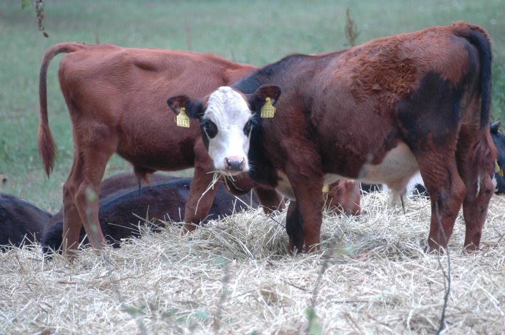 Autors: Dainis Ģelzis