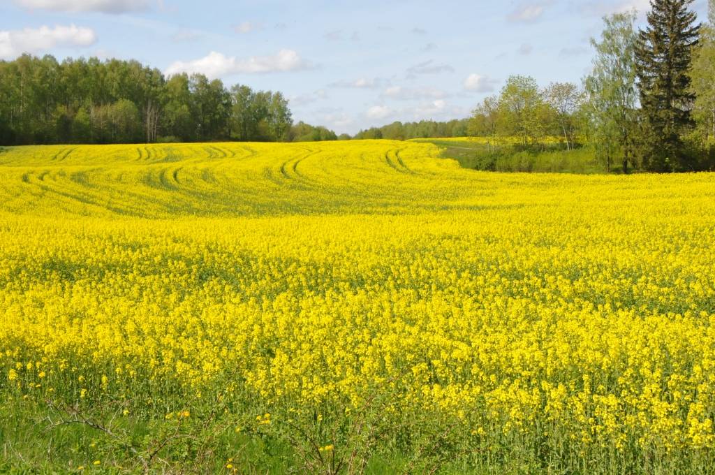 Autors: Dainis Ģelzis
