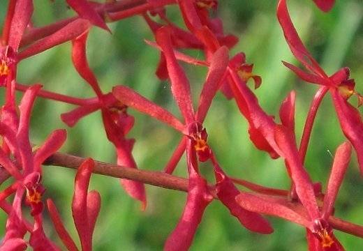 Autors: Publicitātes foto