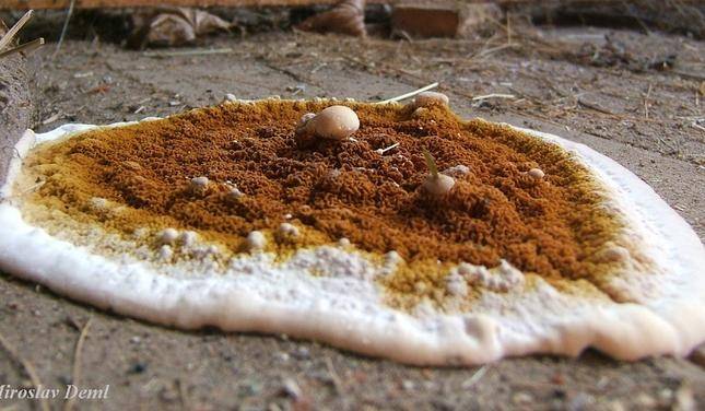 Autors: Publicitātes foto