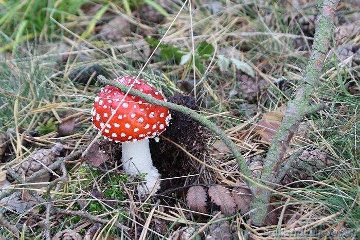 Autors: No http://travelnews.lv