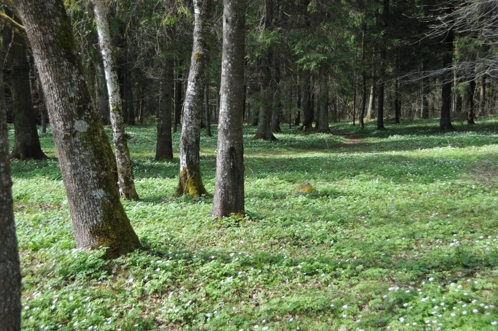 Autors: Dainis Ģelzis