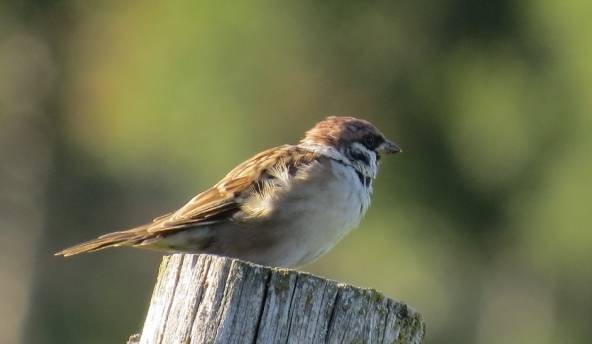 Autors: meteolapa.lv