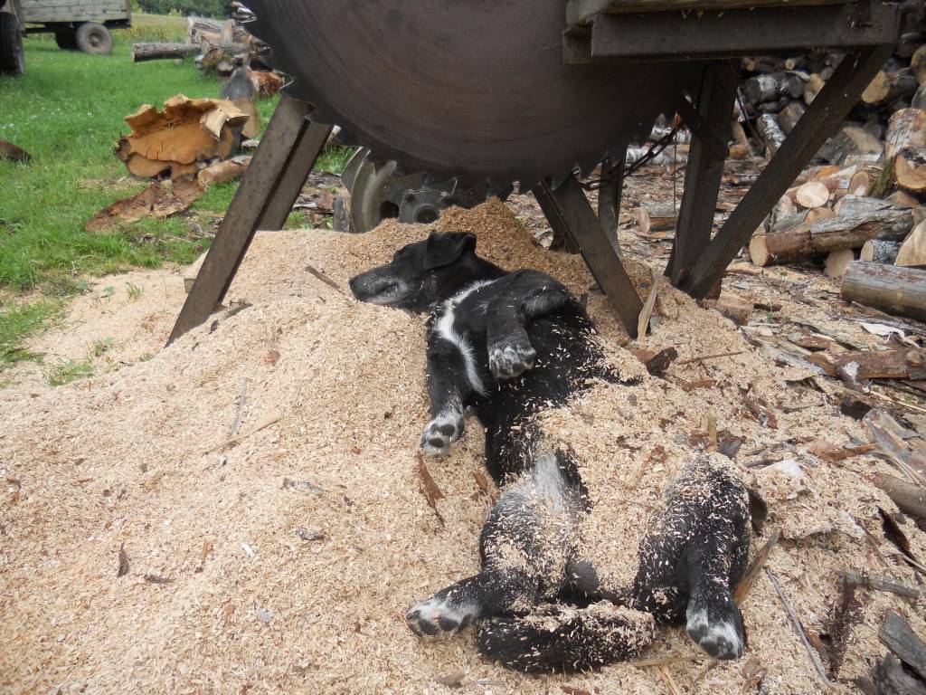 “Ripsis diendusā”.
Autors: Aija Barsukova