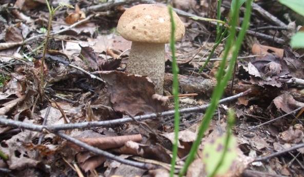 Autors: meteolapa.lv