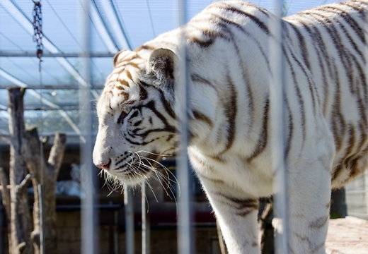 Autors: DELFI aculiecinieks