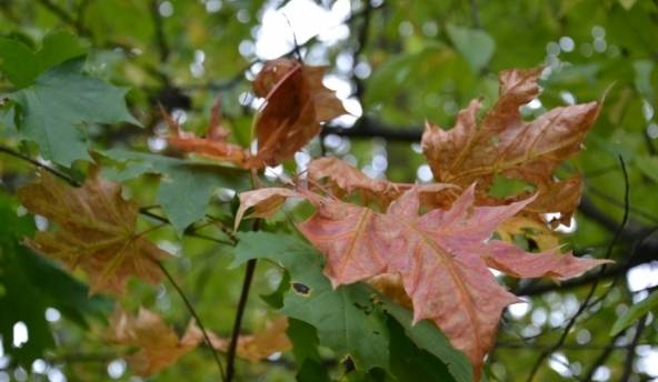 Autors: meteolapa.lv