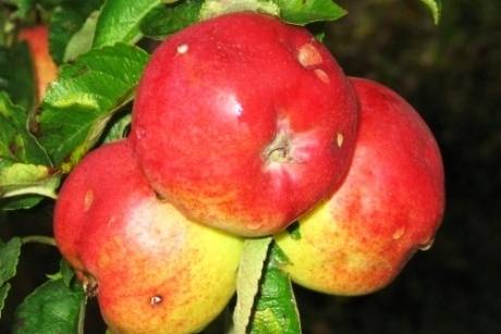 Autors: Publicitātes foto