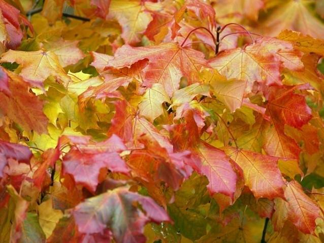 Autors: Publicitātes foto