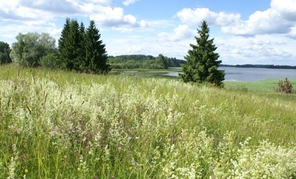 Autors: V. Baroniņa