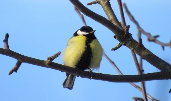 Autors: www.meteolapa.lv