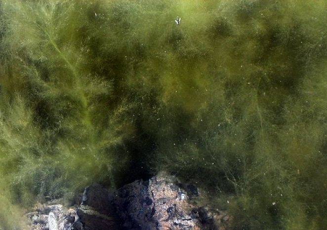 Autors: Publicitātes foto