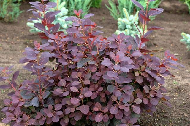 Autors: Publicitātes foto