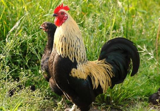 Autors: Publicitātes foto