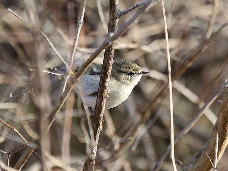 Autors: www.latvijasputni.lv