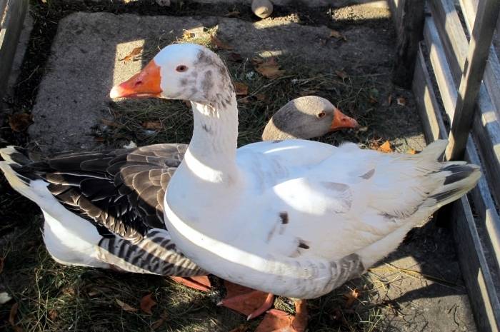 Autors: www.liepajaskultura.lv