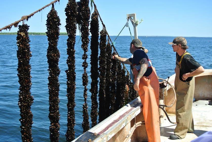 Autors: Publicitātes foto