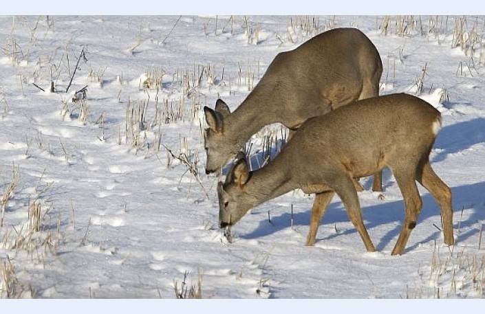 Autors: Publicitātes foto