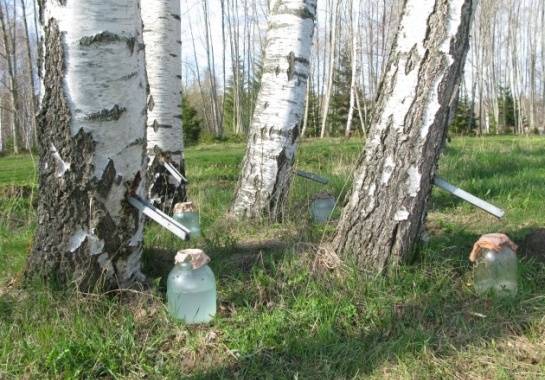 Autors: FOTO: http://www.pareizs-uzturs.com