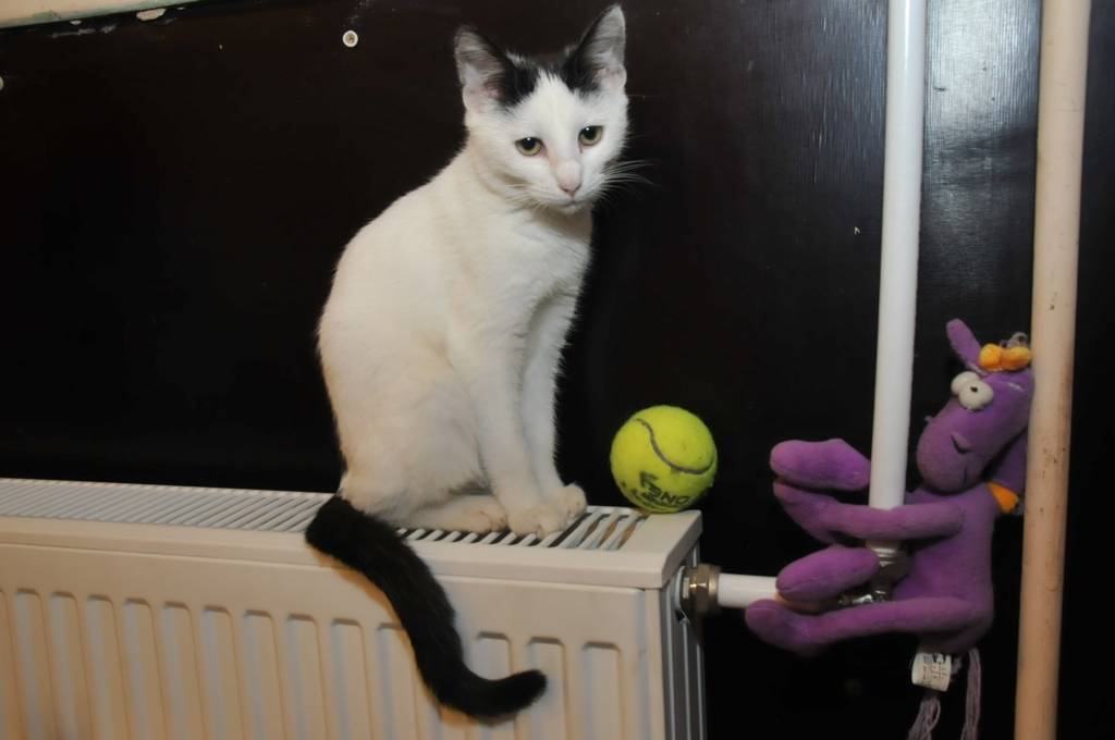 Autors: Dainis Ģelzis