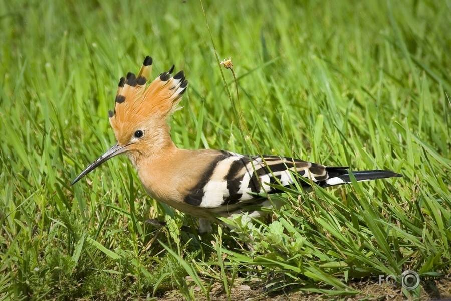 Autors: Publicitātes foto