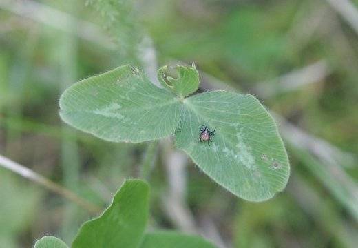 Autors: Publicitātes foto