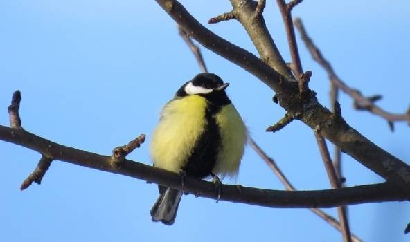 Autors: meteolapa.lv