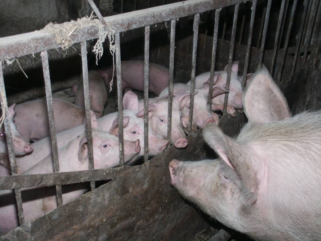 Autors: Dainis Ģelzis