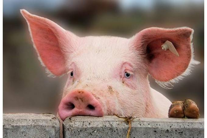 Autors: Publicitātes foto