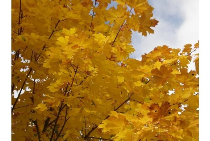 Autors: www.liepaja.lv