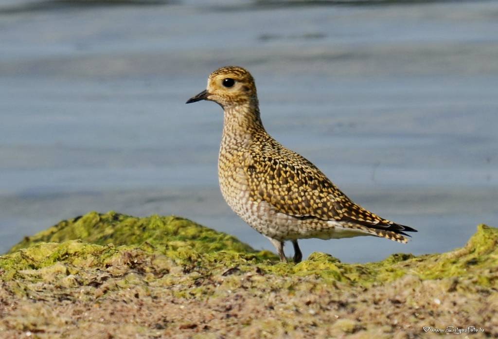 Autors: selgasfoto.lv