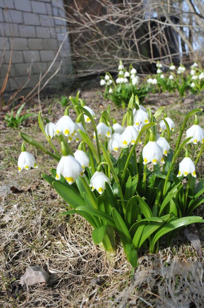 Autors: Dainis Ģelzis