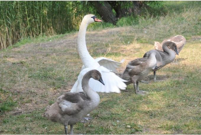 Autors: Dainis Ģelzis