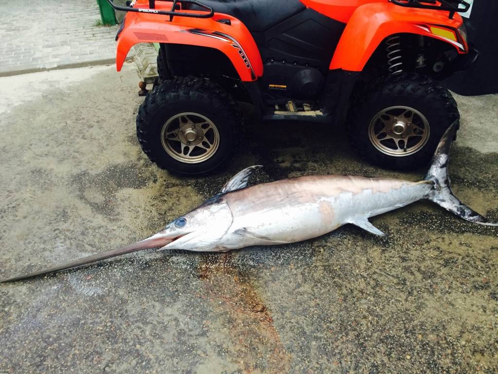 Autors: Monta Glumane