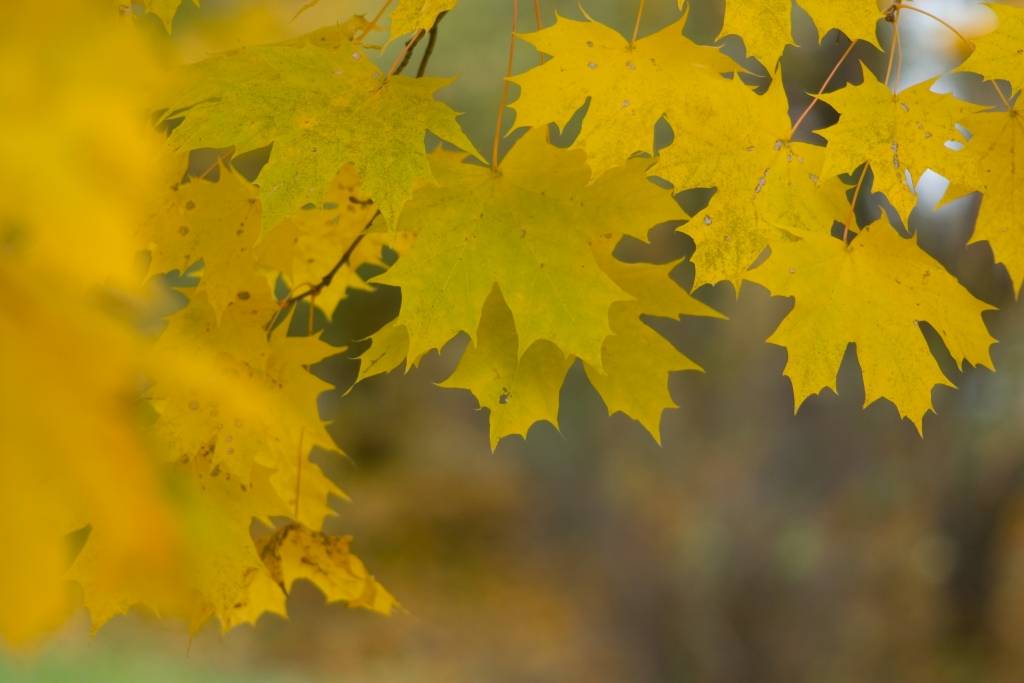 Autors: www.selga.lv