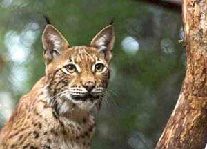 Autors: www.kasjauns.lv