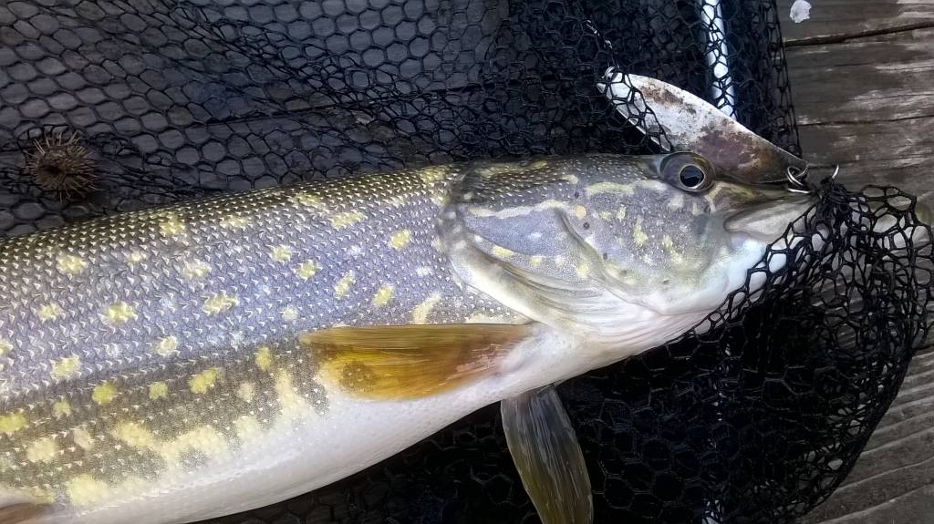 Autors: Uldis Dobelis