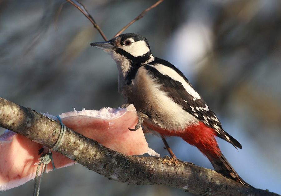 Autors: ornitofaunistika.com