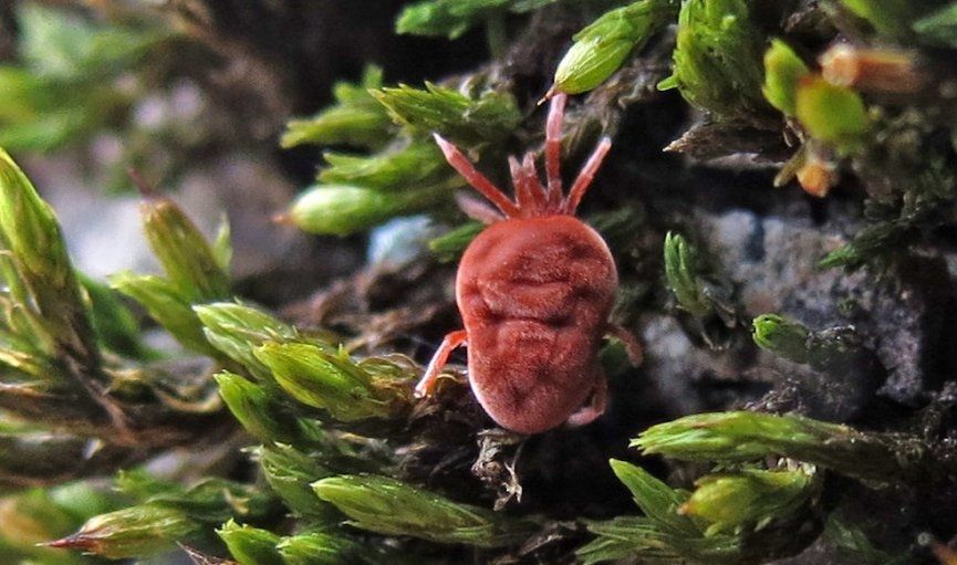 Autors: Julita Kluša