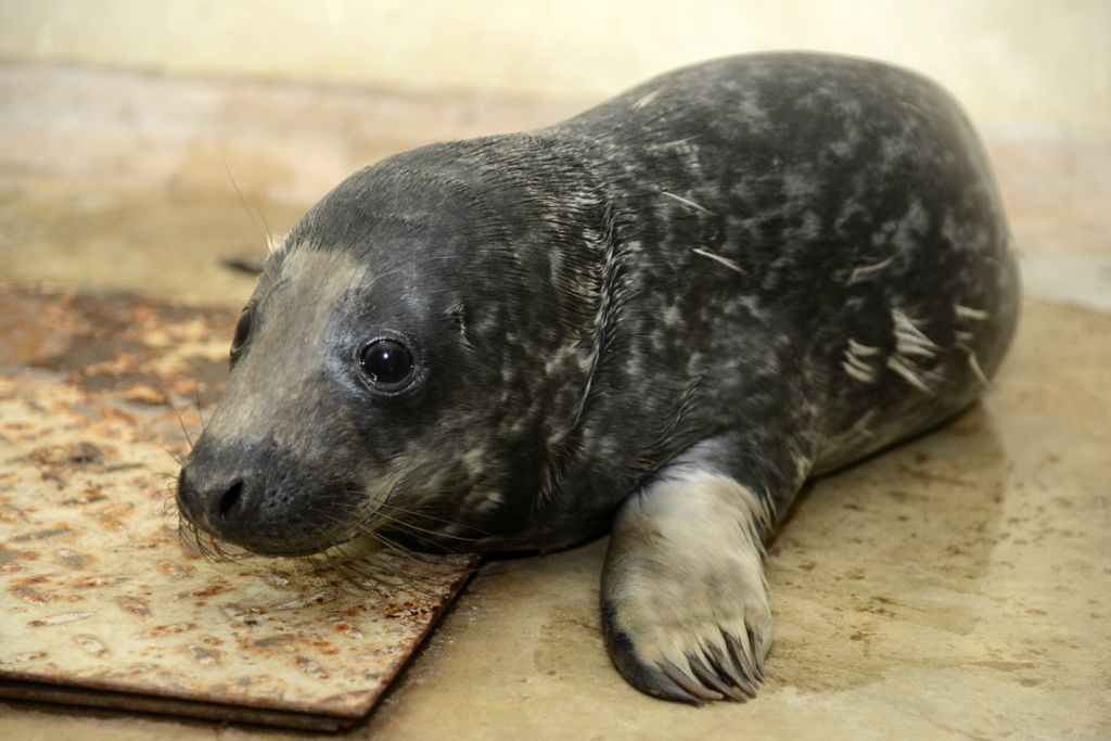 Autors: Publicitātes foto