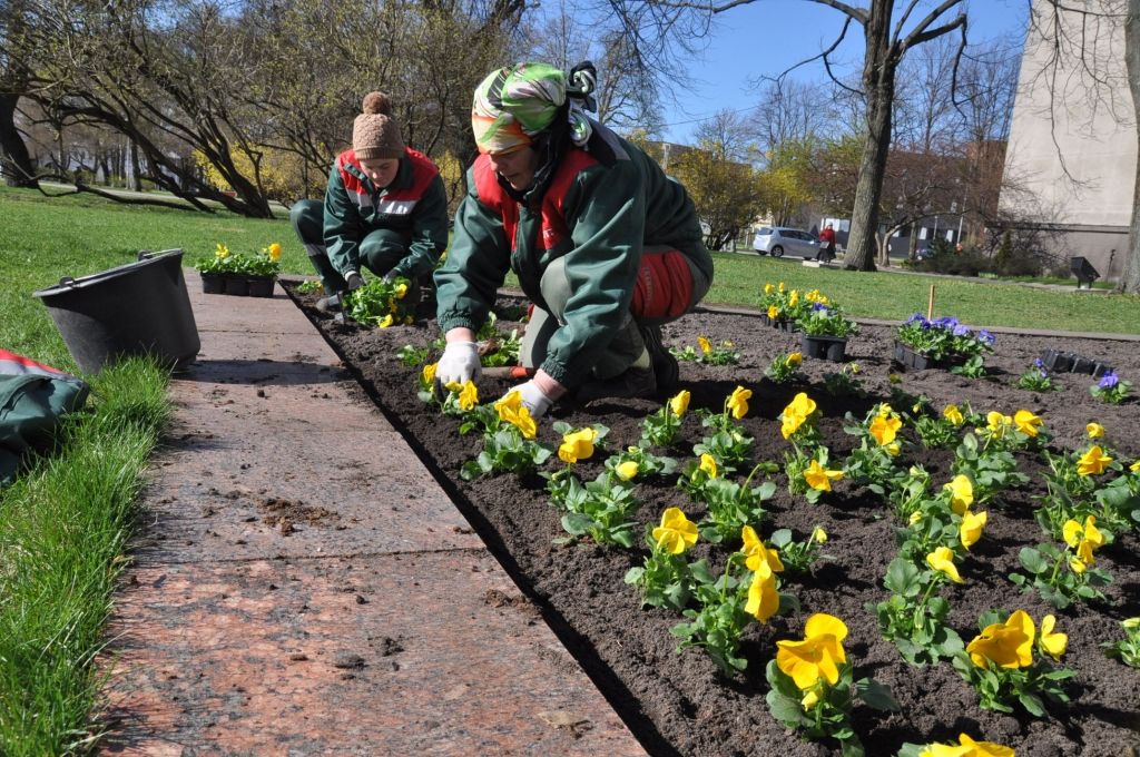 Aluksniesiem.lv raksta attēla aizvietotājs